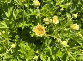 Kuklík 'Gimlet' - Geum 'Gimlet'