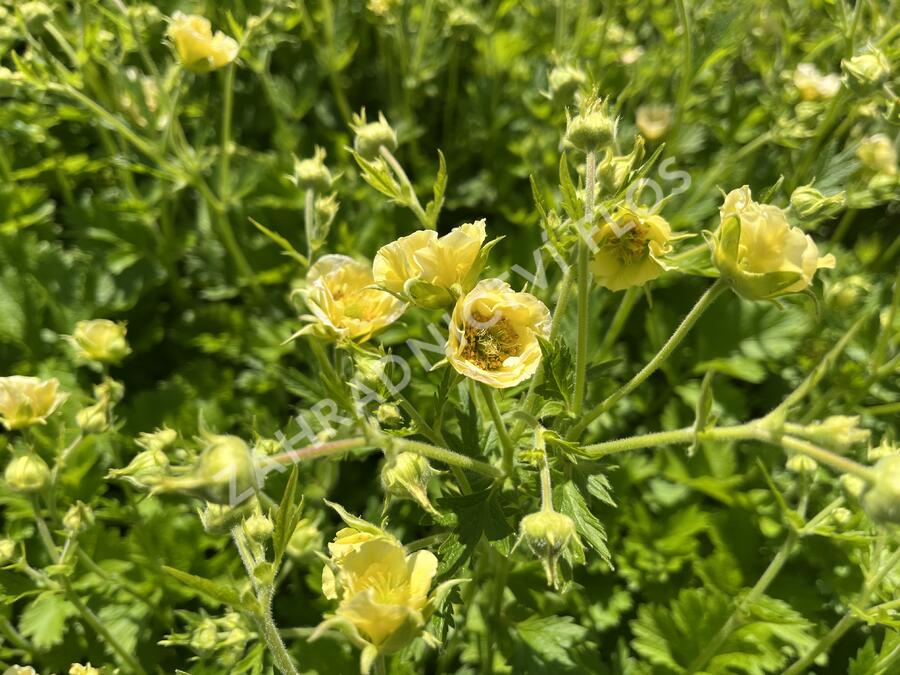 Kuklík 'Gimlet' - Geum 'Gimlet'