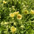 Kuklík 'Gimlet' - Geum 'Gimlet'