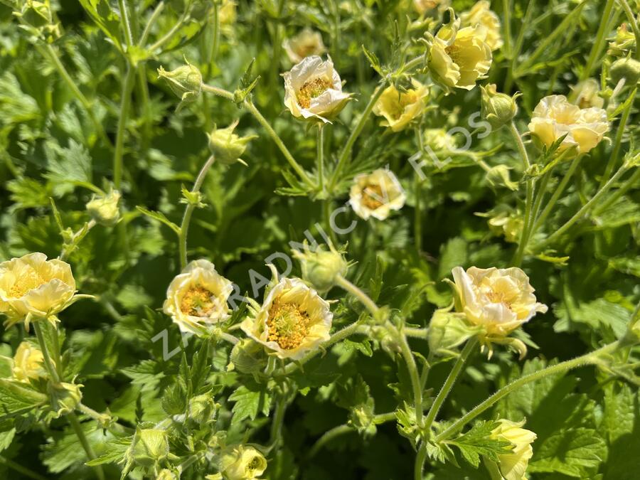Kuklík 'Gimlet' - Geum 'Gimlet'