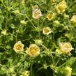Kuklík 'Gimlet' - Geum 'Gimlet'