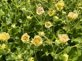 Kuklík 'Gimlet' - Geum 'Gimlet'