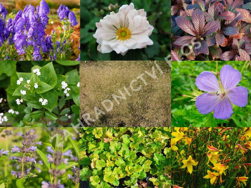 Trvalkový záhon do polostínu Barevná nezávislost - Barevná nezávislost