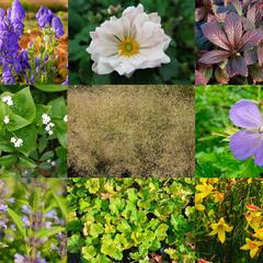 Trvalkový záhon do polostínu Barevná nezávislost - Barevná nezávislost