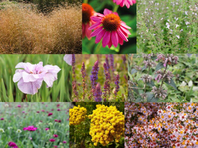 Trvalkový záhon na slunce Barvy léta - Barvy léta