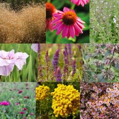 Trvalkový záhon na slunce Barvy léta - Barvy léta