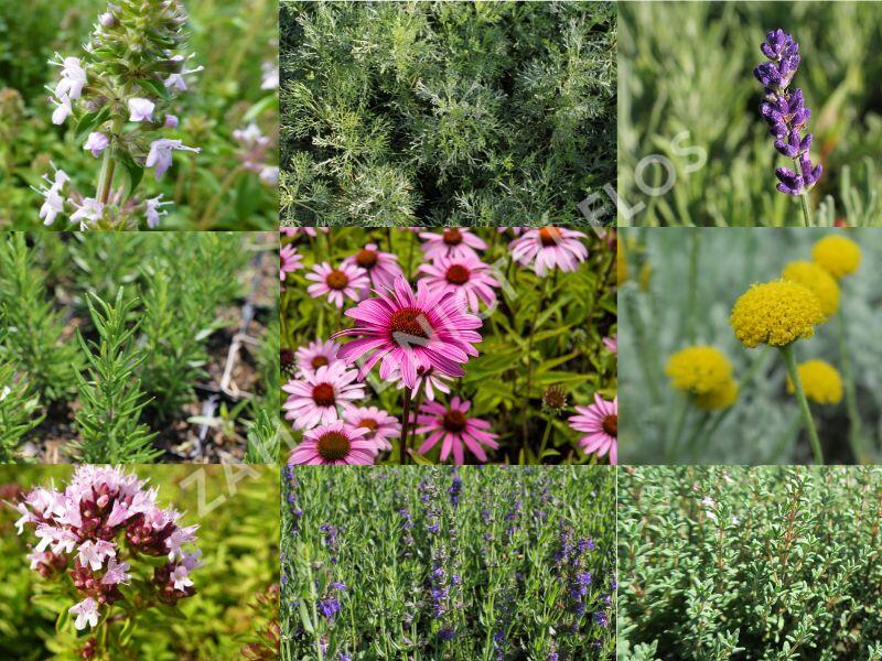 Bylinkový záhon Bylinková zahrádka - Bylinková zahrádka