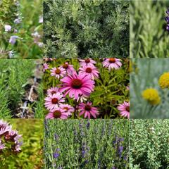 Bylinkový záhon Bylinková zahrádka - Bylinková zahrádka