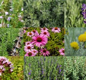 Bylinkový záhon Bylinková zahrádka - Bylinková zahrádka