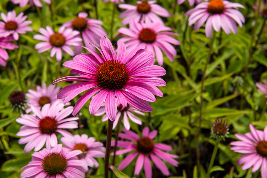 Bylinkový záhon Bylinková zahrádka - Bylinková zahrádka
