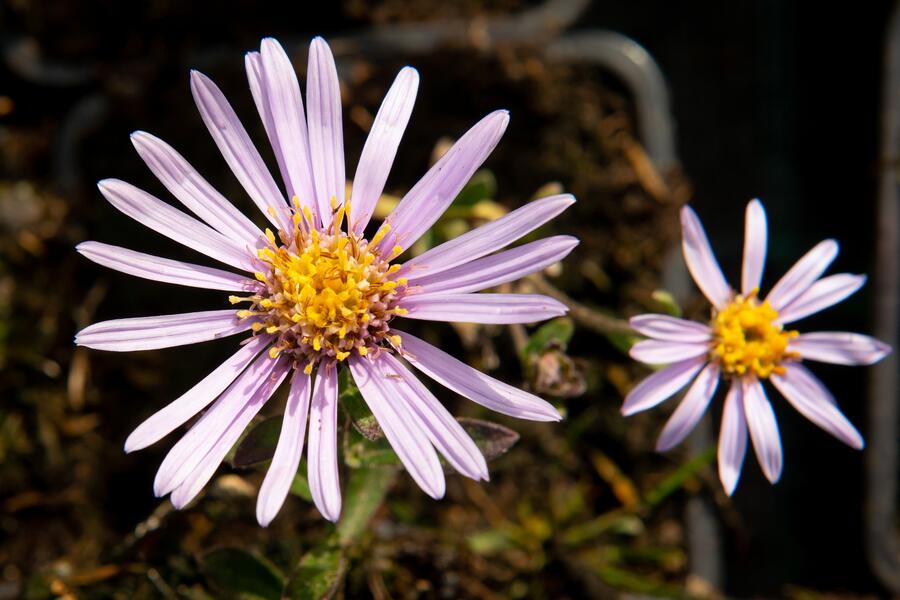 Trvalkový záhon na slunce Domácí kvítí - Domácí kvítí