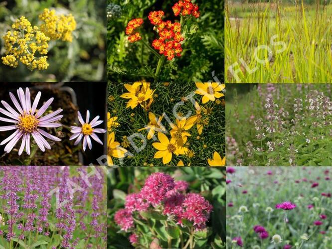 Trvalkový záhon na slunce Květinový kaleidoskop - Květinový kaleidoskop