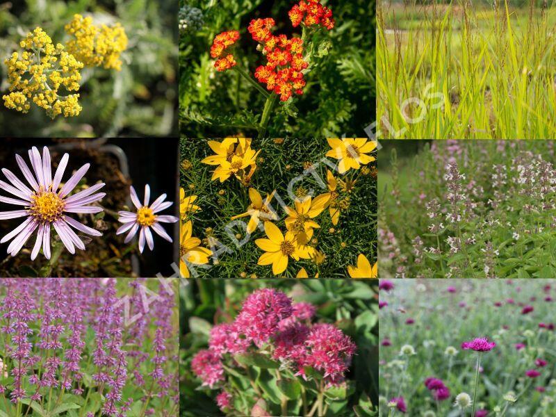 Trvalkový záhon na slunce Květinový kaleidoskop - Květinový kaleidoskop