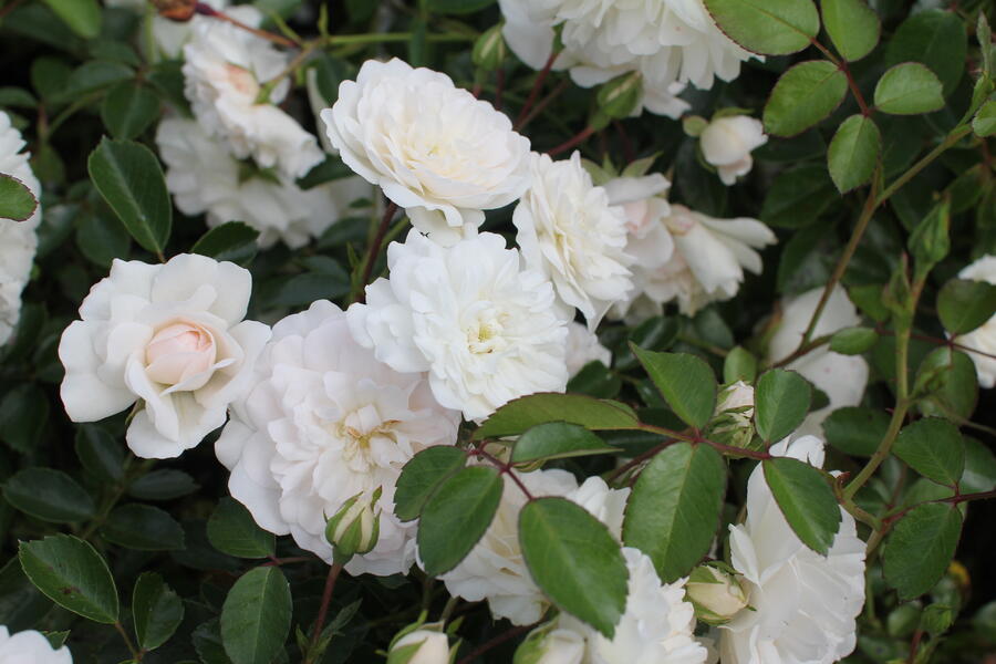 Trvalkový záhon na slunce Léto v Provence - Léto v Provence