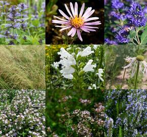 Trvalkový záhon na slunce Pastva pro včely - Pastva pro včely