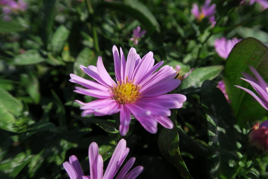 Trvalkový záhon na slunce Slunečné léto - Slunečné léto