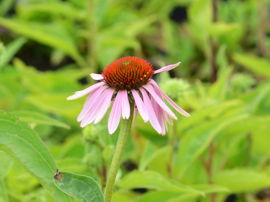Trvalkový záhon na slunce Slunečné léto - Slunečné léto