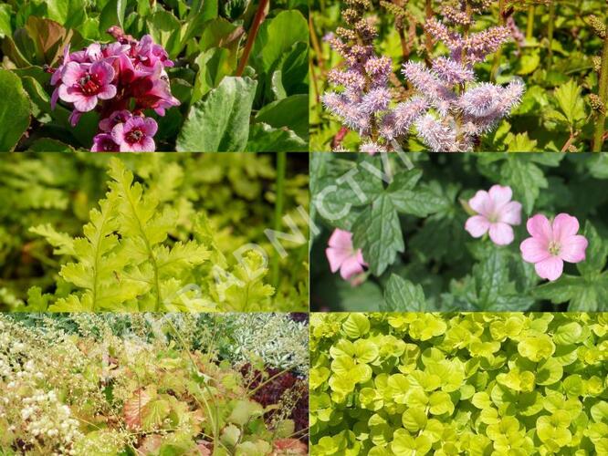 Trvalkový záhon do stínu Svah ve stínu - Svah ve stínu