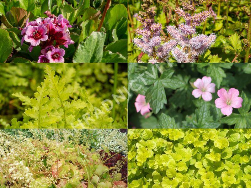 Trvalkový záhon do stínu Svah ve stínu - Svah ve stínu