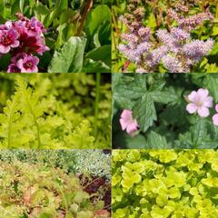 Trvalkový záhon do stínu Svah ve stínu - Svah ve stínu