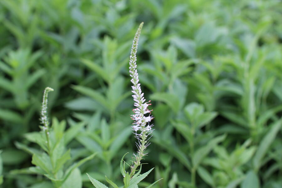 Trvalkový záhon na slunce Tón v tónu - bílá - Tón v tónu - bílá