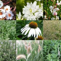 Trvalkový záhon na slunce Tón v tónu - bílá - Tón v tónu - bílá