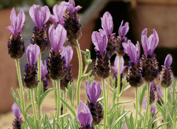 Levandule korunkatá 'Lavita Compact Blue' - Lavandula stoechas 'Lavita Compact Blue'