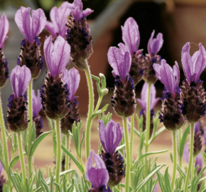 Levandule korunkatá 'Lavita Compact Blue' - Lavandula stoechas 'Lavita Compact Blue'