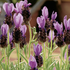 Lavandula stoechas 'Lavita Compact Blue'.png