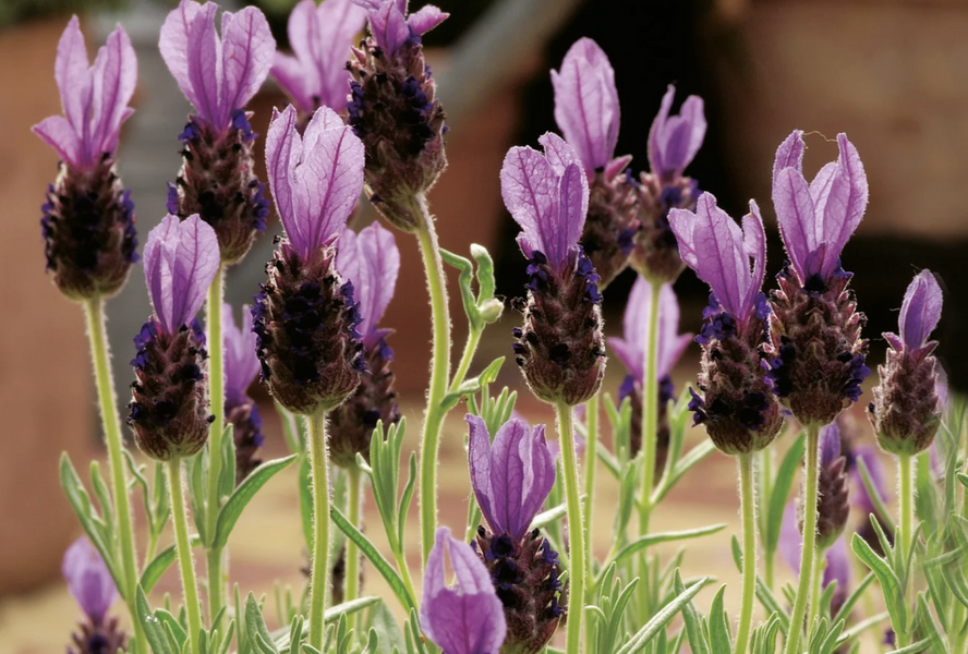 Levandule korunkatá 'Lavita Compact Blue' - Lavandula stoechas 'Lavita Compact Blue'
