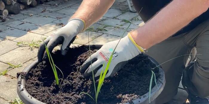 Jak pěstovat v nádobách