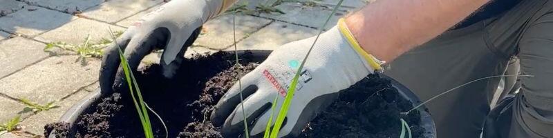 Jak pěstovat v nádobách