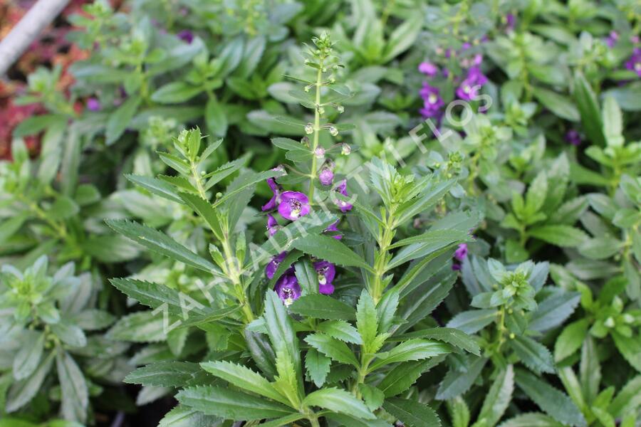 Angelonie Alonia 'Big Indigo' - Angelonia angustifolia Alonia 'Big Indigo'