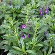 Angelonie Alonia 'Big Indigo' - Angelonia angustifolia Alonia 'Big Indigo'