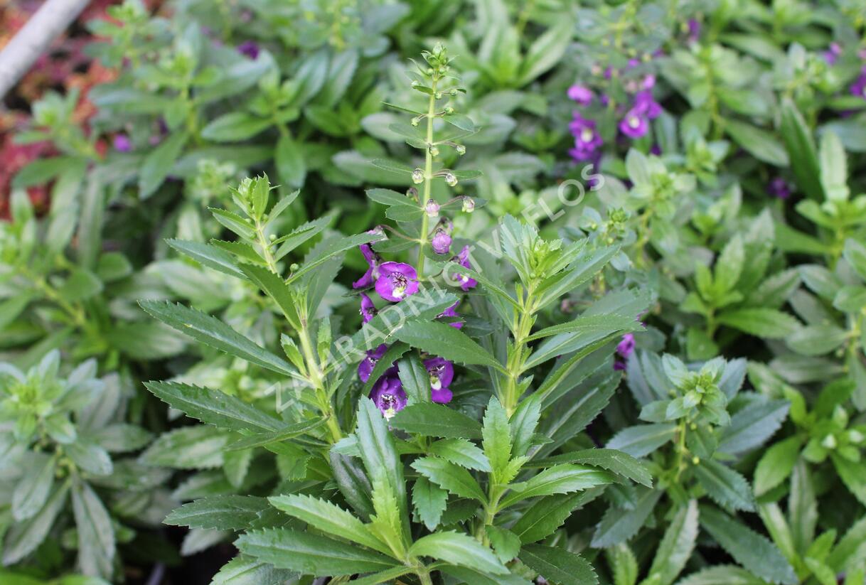 Angelonie úzkolistá Alonia 'Big Indigo' - Angelonia angustifolia Alonia 'Big Indigo'