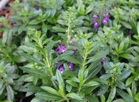 Angelonie úzkolistá Alonia 'Big Indigo' - Angelonia angustifolia Alonia 'Big Indigo'