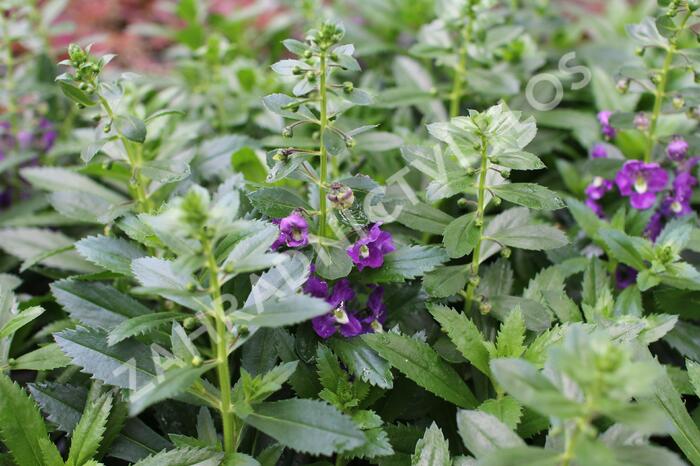 Angelonie Alonia 'Big Indigo' - Angelonia angustifolia Alonia 'Big Indigo'