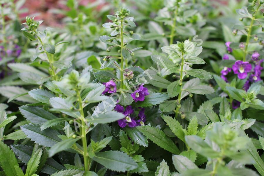 Angelonie Alonia 'Big Indigo' - Angelonia angustifolia Alonia 'Big Indigo'