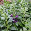 Angelonie Alonia 'Big Indigo' - Angelonia angustifolia Alonia 'Big Indigo'