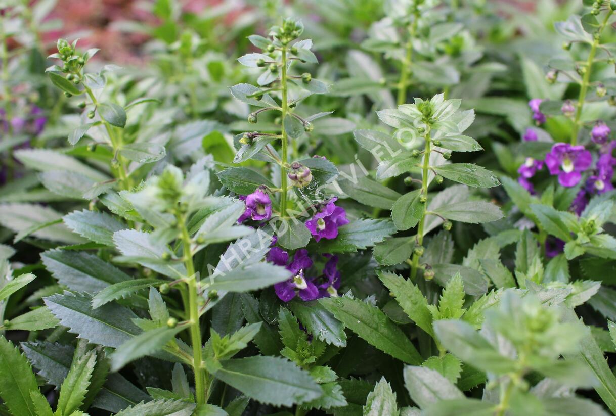 Angelonie úzkolistá Alonia 'Big Indigo' - Angelonia angustifolia Alonia 'Big Indigo'