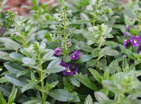 Angelonie úzkolistá Alonia 'Big Indigo' - Angelonia angustifolia Alonia 'Big Indigo'