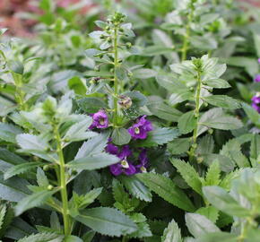 Angelonie Alonia 'Big Indigo' - Angelonia angustifolia Alonia 'Big Indigo'