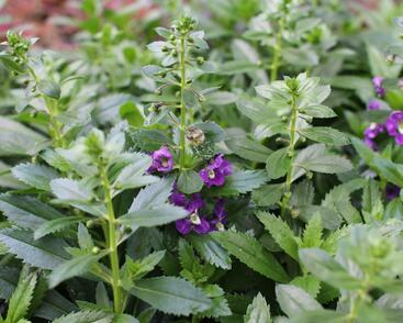 Angelonie úzkolistá Alonia 'Big Indigo'