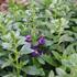 Angelonia angustifolia Alonia 'Big Indigo'.JPG