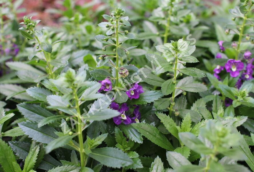 Angelonie úzkolistá Alonia 'Big Indigo' - Angelonia angustifolia Alonia 'Big Indigo'