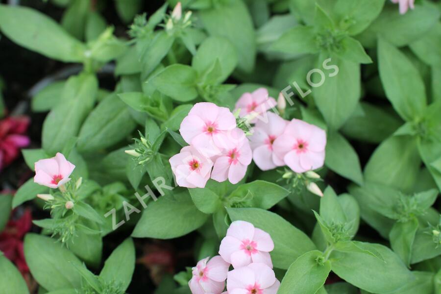 Plamenka drummondova Caroline 'Salmon Eye' - Phlox drummondii Caroline 'Salmon Eye'