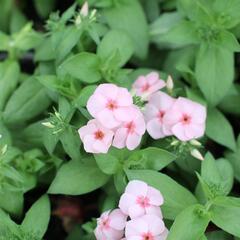 Plamenka drummondova Caroline 'Salmon Eye' - Phlox drummondii Caroline 'Salmon Eye'