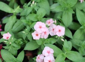 Plamenka drummondova Caroline 'Salmon Eye' - Phlox drummondii Caroline 'Salmon Eye'