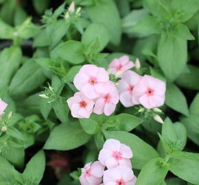 Plamenka drummondova Caroline 'Salmon Eye' - Phlox drummondii Caroline 'Salmon Eye'