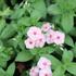 Phlox drummondii Caroline 'Salmon Eye'.JPG